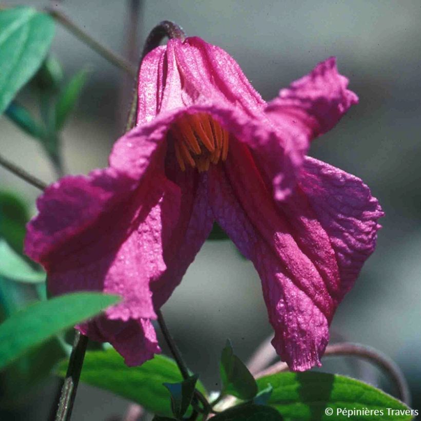 Clematis Savannah (Flowering)