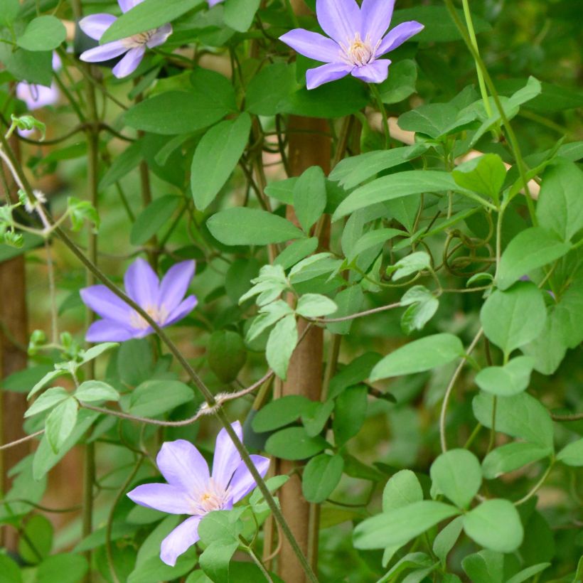 Clematis Sugar Sweet (Foliage)