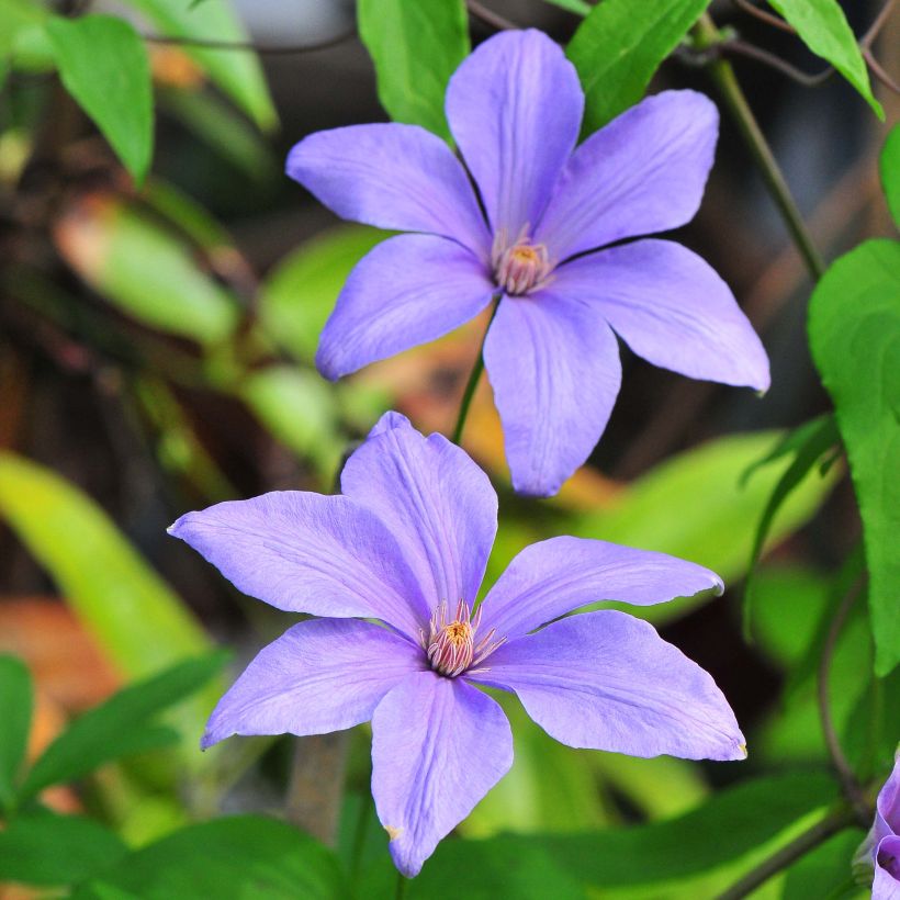 Clematis Sugar Sweet (Flowering)