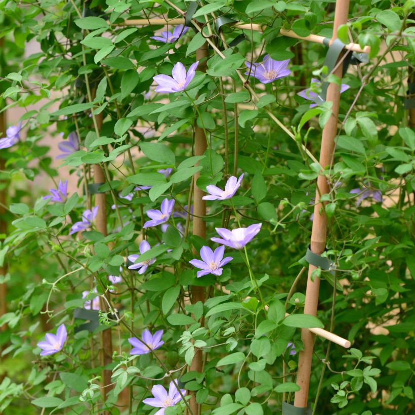 Clematis Sugar Sweet (Plant habit)