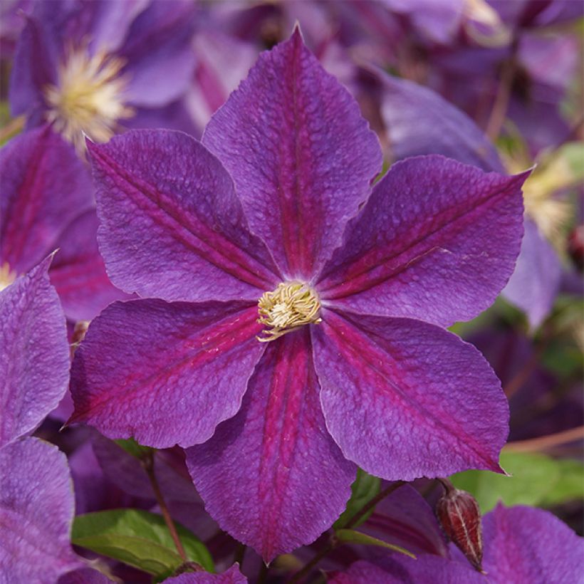 Clematis Star of India (Flowering)