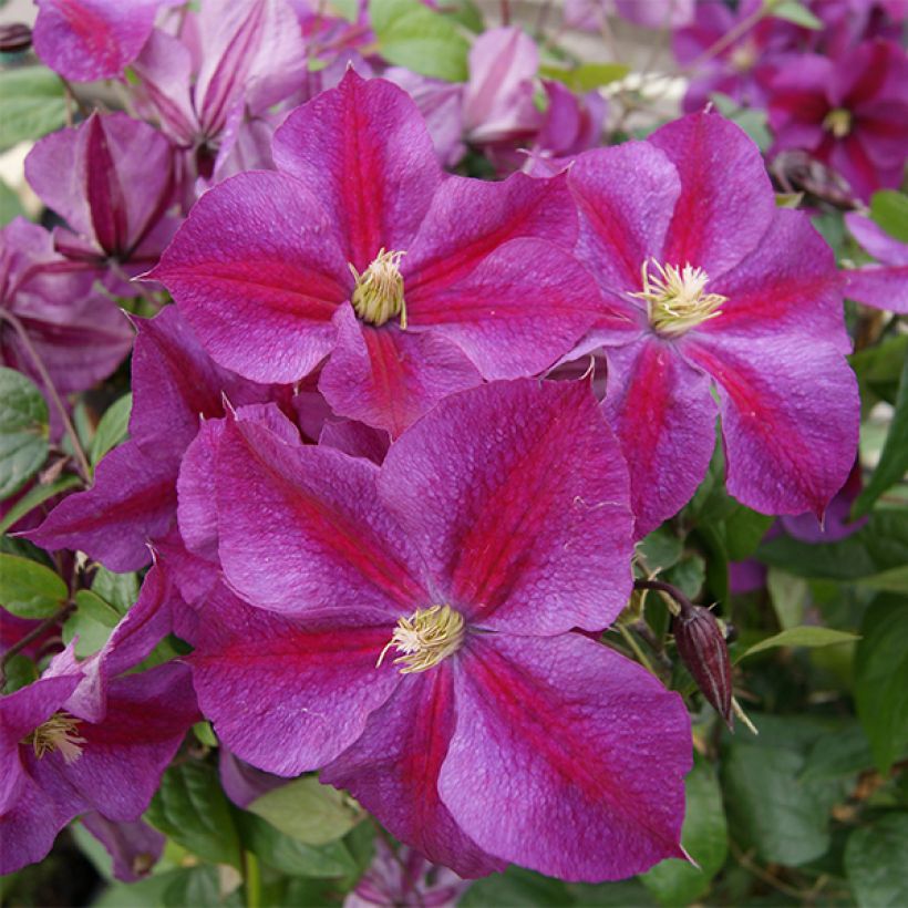 Clematis Star of Pakistan (Flowering)