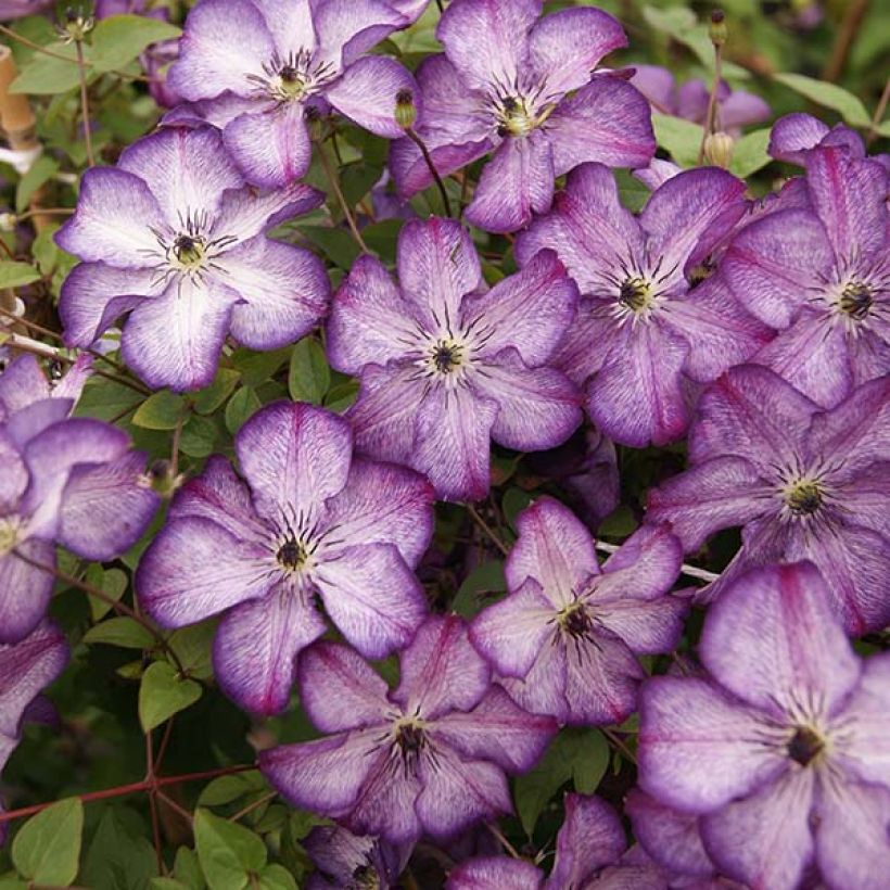 Clematis Super Nova (Flowering)