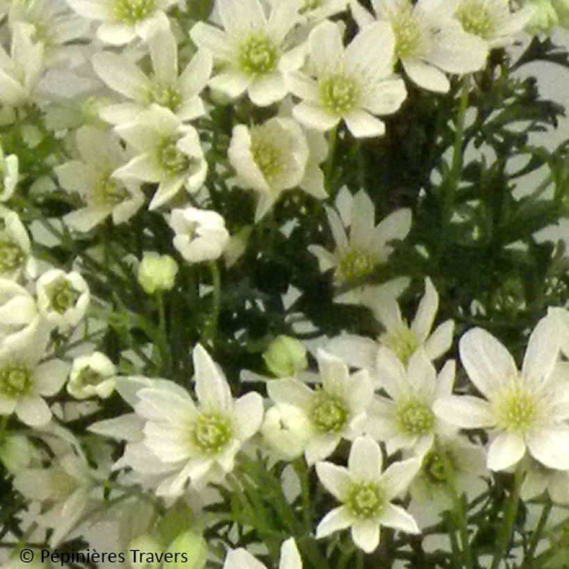 Clematis Tai Yang (Flowering)