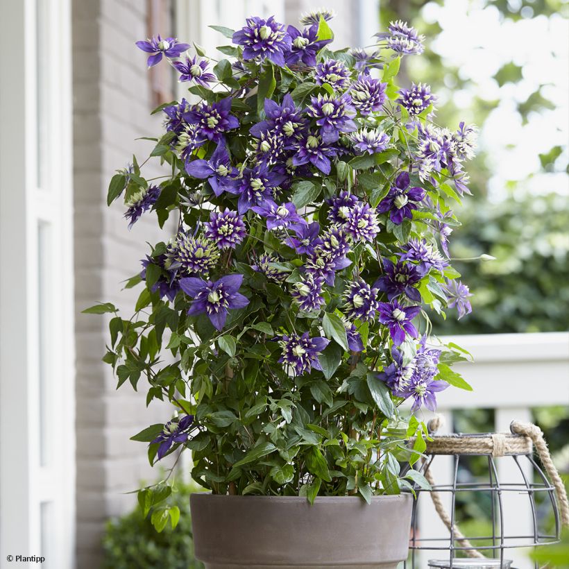 Clematis Taiga (Plant habit)