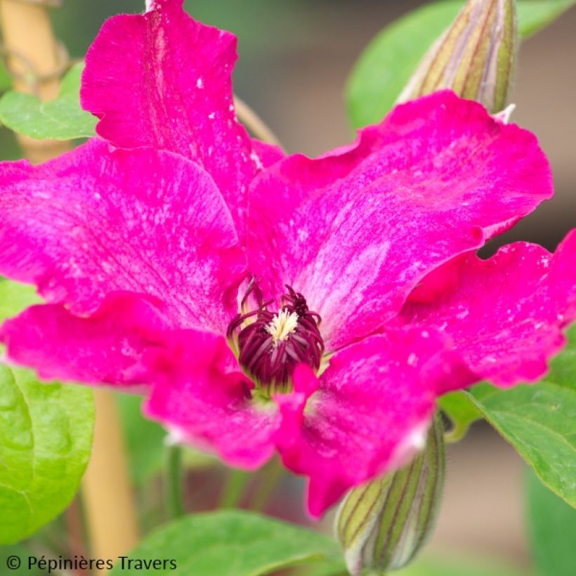 Clematis patens Viva Polonia (Flowering)