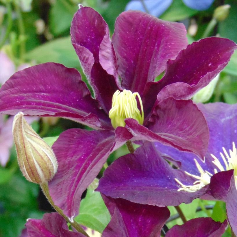 Clematis x jackmanii Warszawska Nike (Flowering)