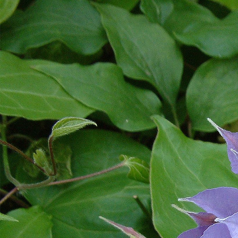 Clematis patens Yvette Houry (Foliage)