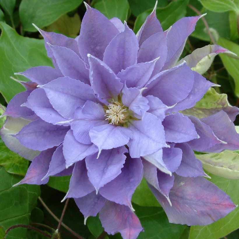 Clematis patens Yvette Houry (Flowering)