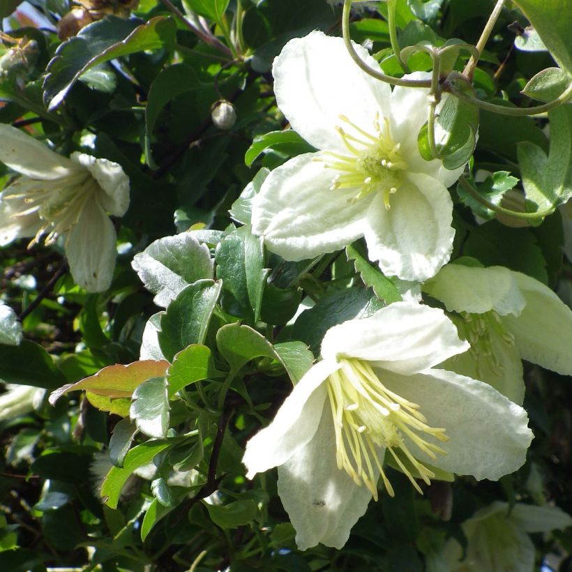Clematis cirrhosa Wisley Cream (Flowering)
