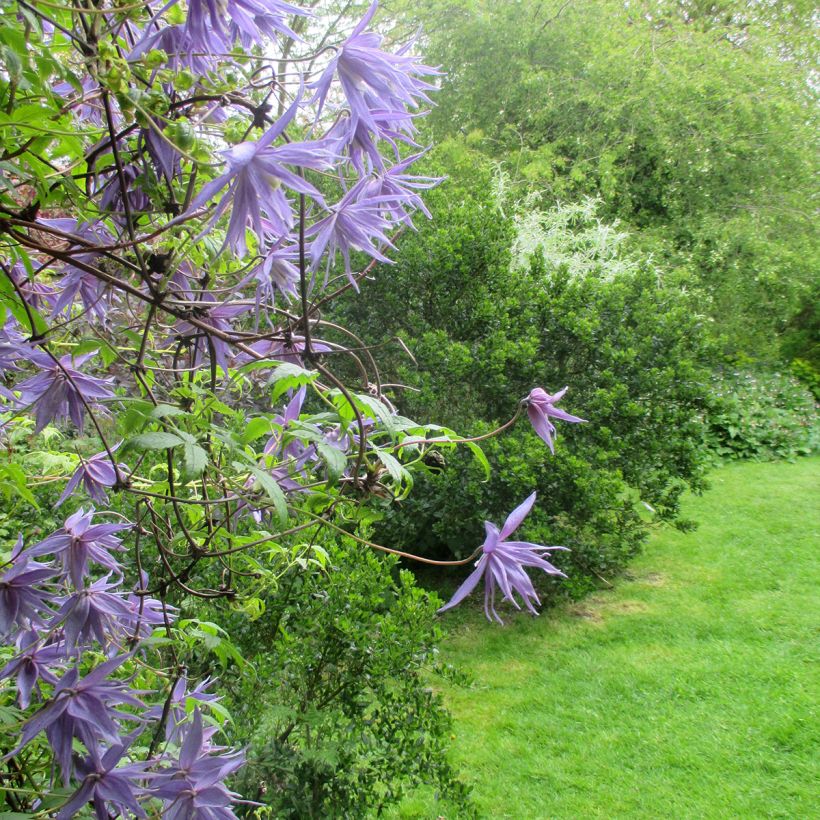 Clematis macropetala  (Plant habit)