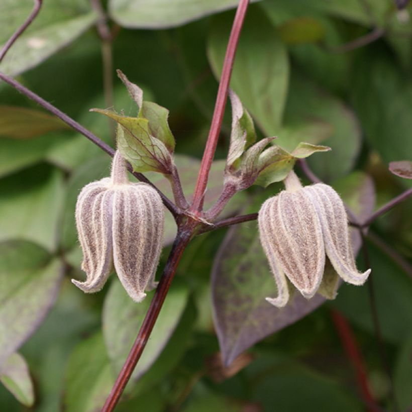 Clematis fusca  (Flowering)