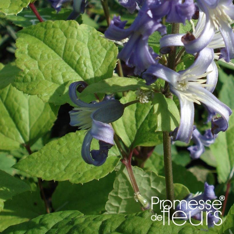 Clematis heracleifolia Cote dAzur (Foliage)