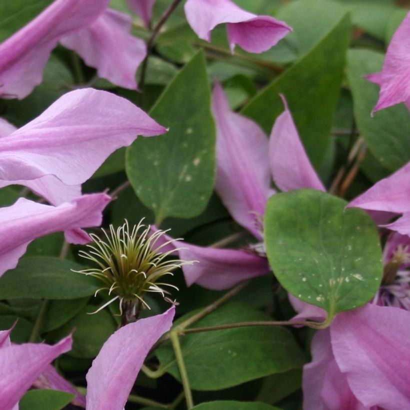 Clematis Saphyra Double Rose (Foliage)