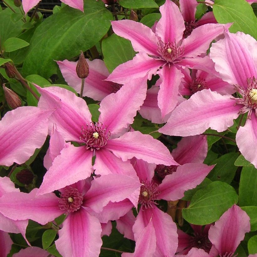 Clematis Saphyra Double Rose (Flowering)