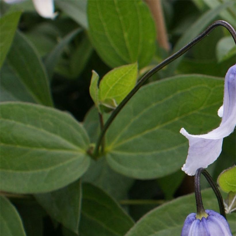 Clematis Twinkle (Foliage)