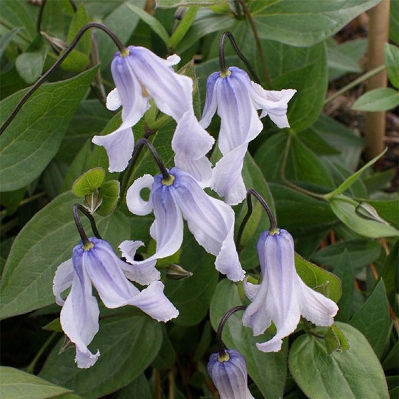 Clematis Twinkle (Flowering)