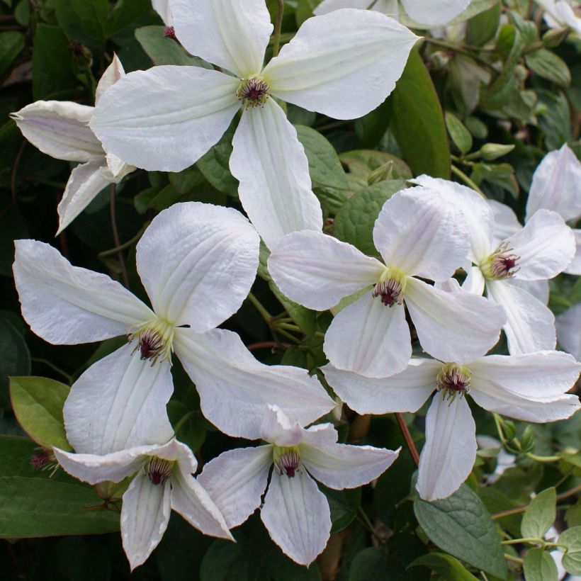 Clematis jackmanii Forever Friends   (Flowering)