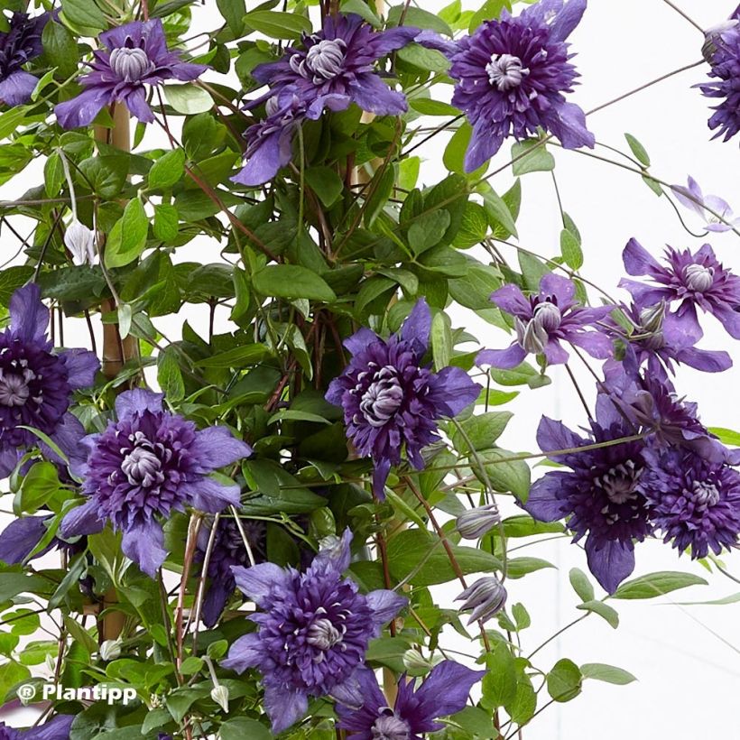 Clematis  Kokonoe (Foliage)