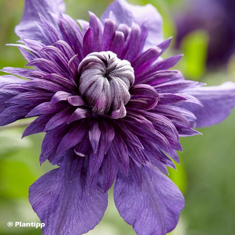 Clematis  Kokonoe (Flowering)