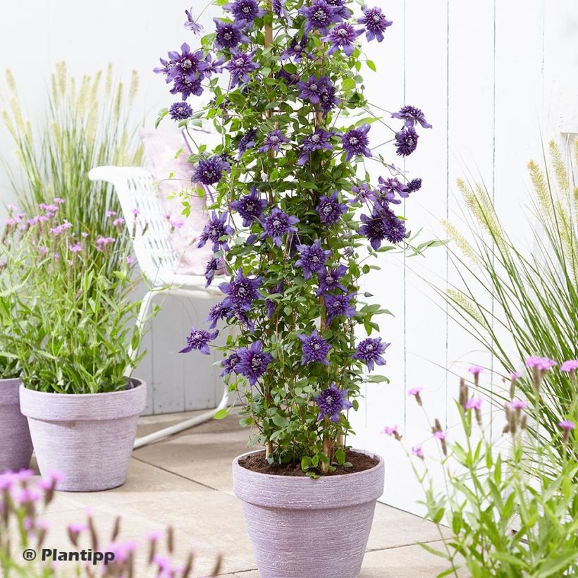 Clematis  Kokonoe (Plant habit)