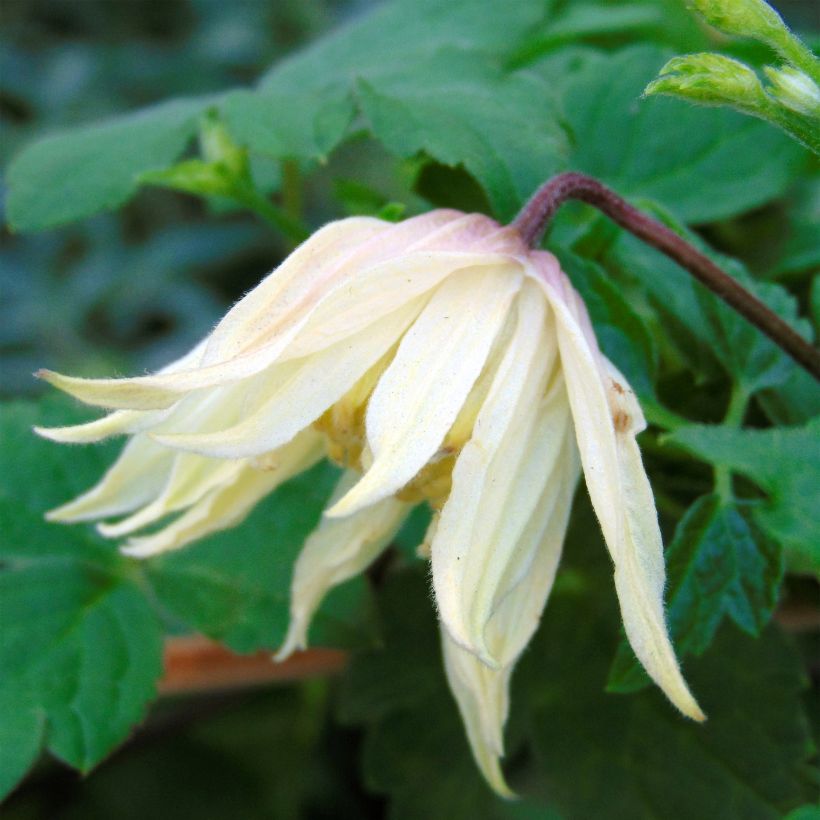 Clematis koreana Amber (Flowering)