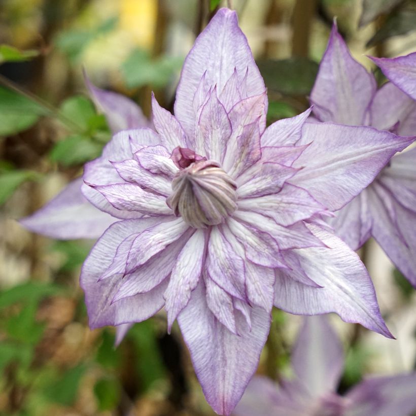 Clematis Lady Kyoko (Flowering)