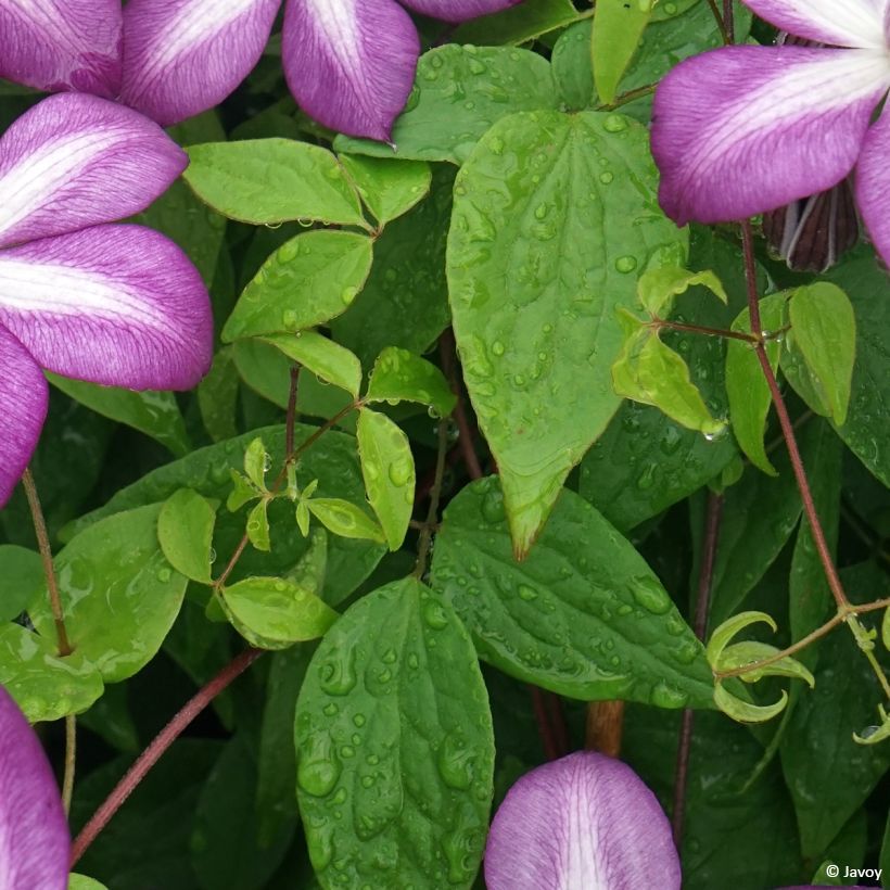 Clematis florida Lavallée n°1 (Foliage)