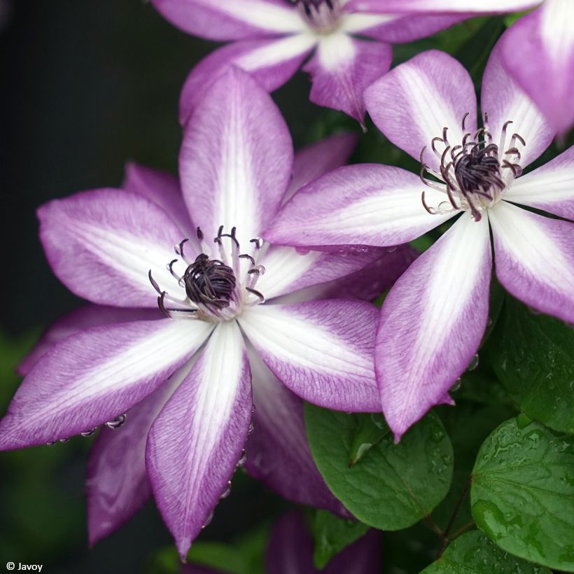 Clematis florida Lavallée n°1 (Flowering)