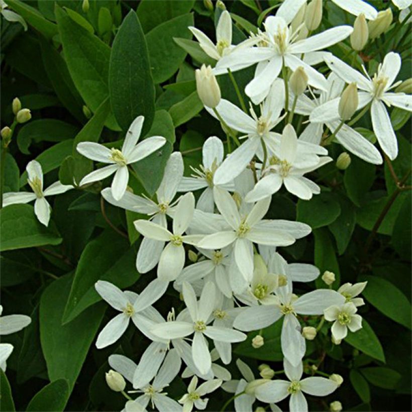 Clematis mandshurica (Flowering)