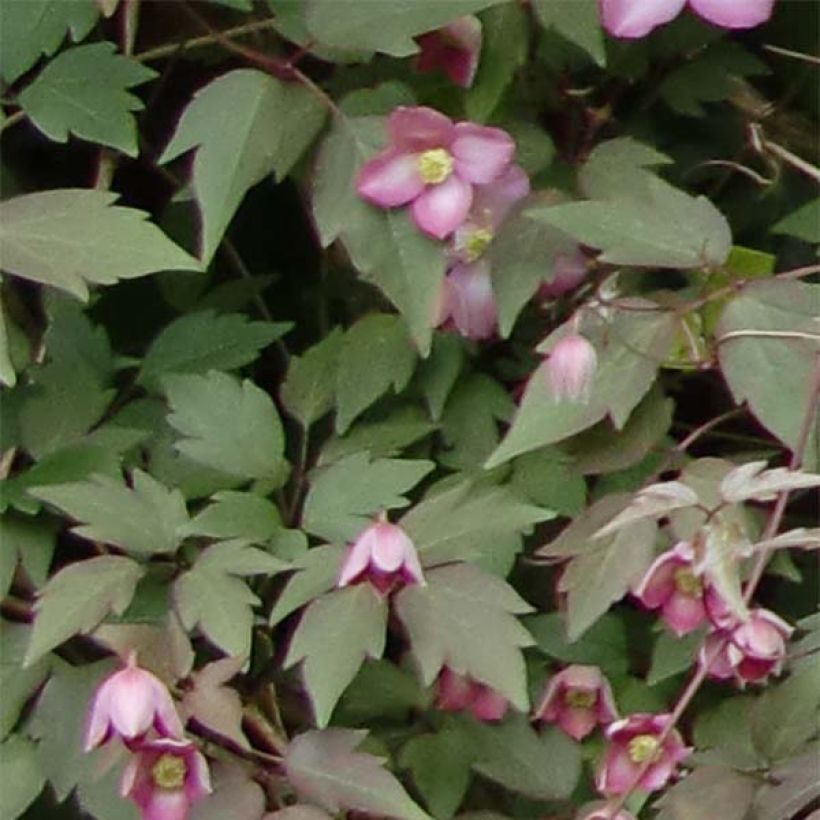 Clematis montana Freda (Foliage)