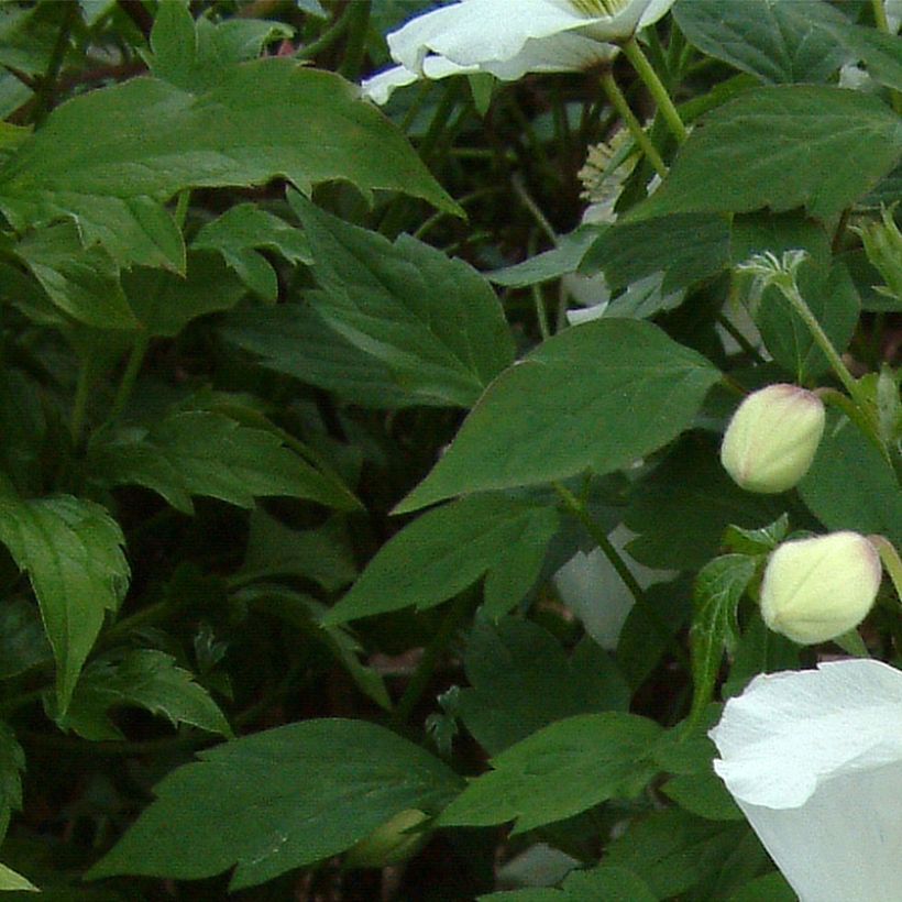 Clematis montana Grandiflora (Foliage)