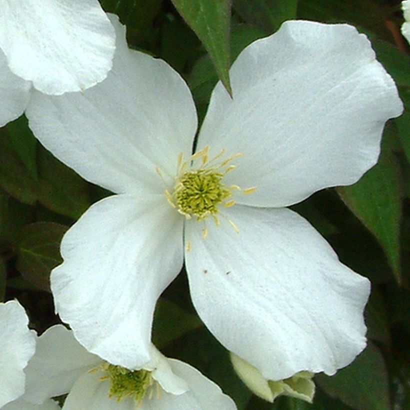 Clematis montana Grandiflora (Flowering)