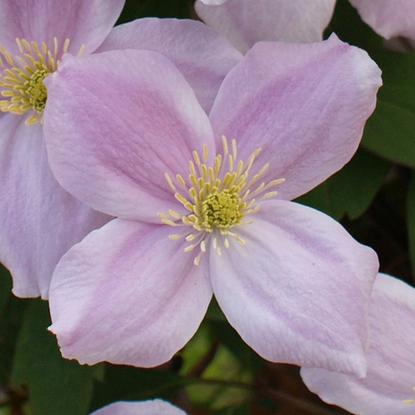 Clematis montana var. rubens Pink Perfection (Flowering)