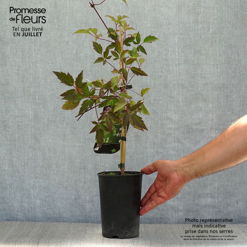 Clematis montana var. rubens Pink Perfection 1.5L/2L pot sample as delivered in summer