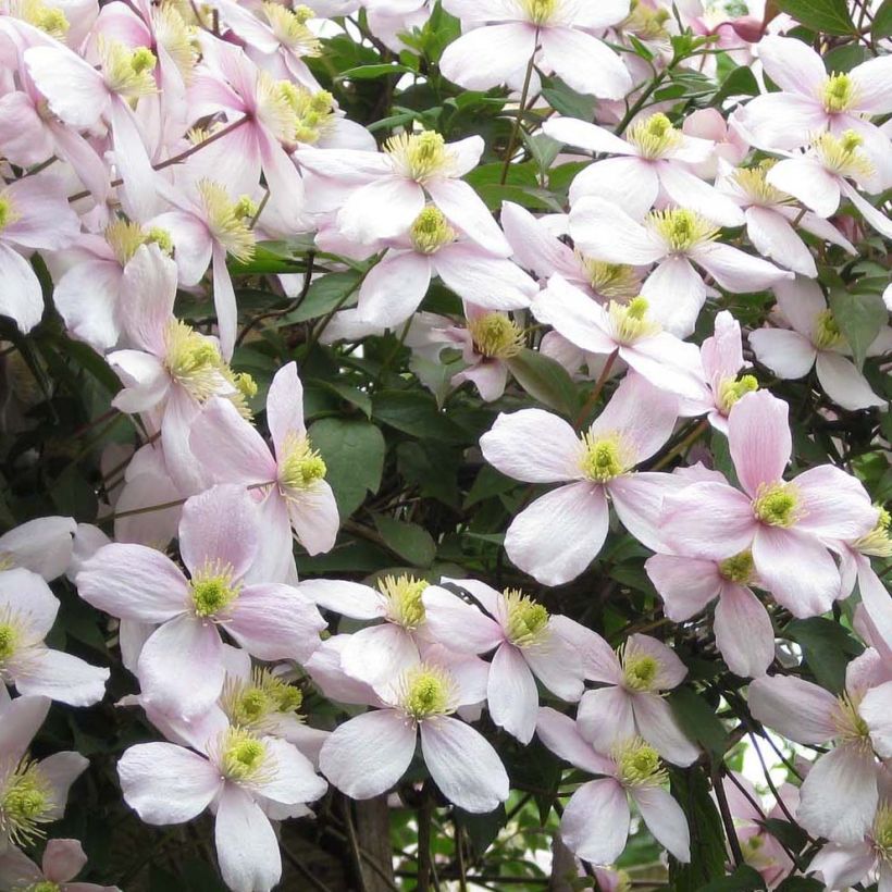 Clematis montana Rubens (Flowering)