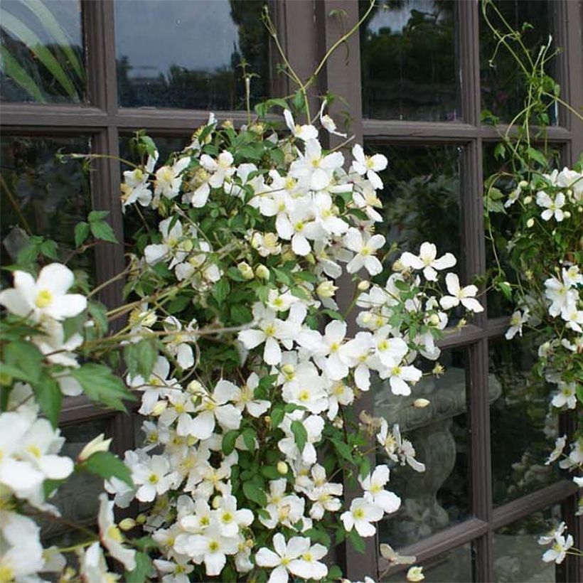 Clematis montana Spooneri (Plant habit)