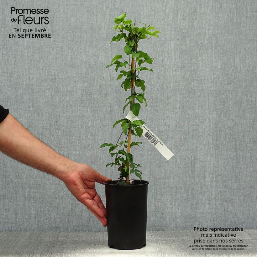 Clematis patens Dancing Queen 2L/3L pot sample as delivered in autumn