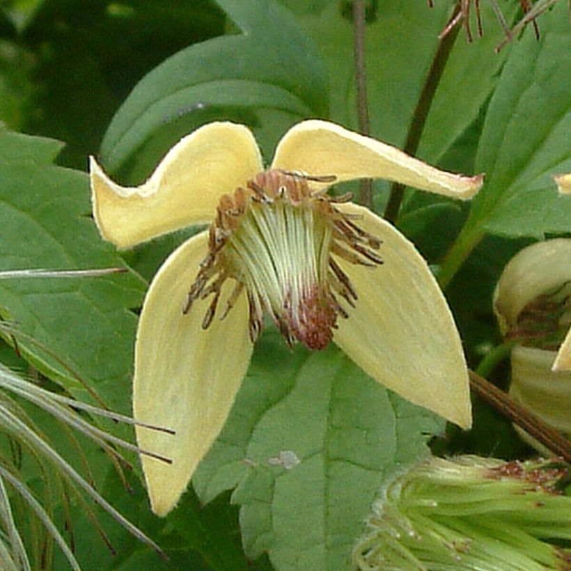 Clematis serratifolia  (Flowering)