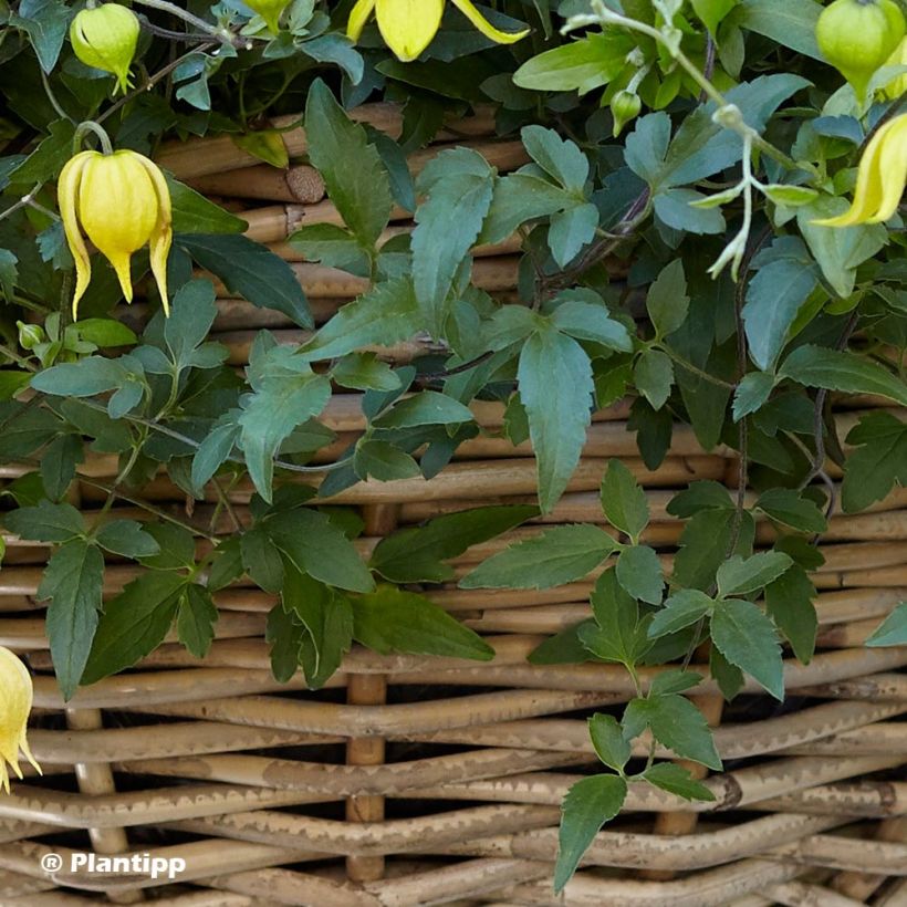 Clematis Little Lemons (Foliage)