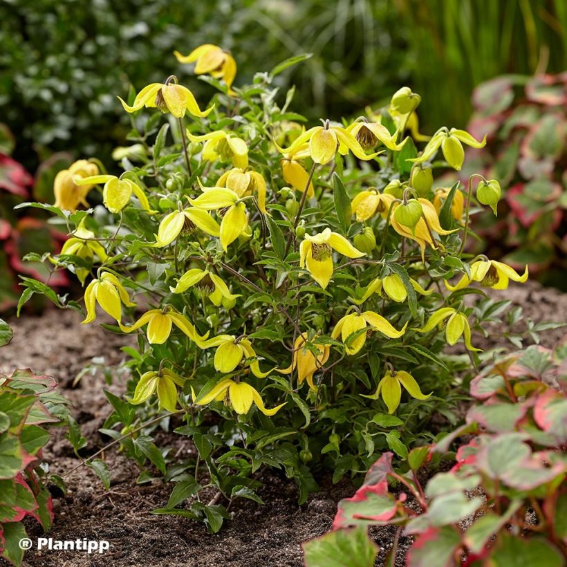 Clematis Little Lemons (Plant habit)