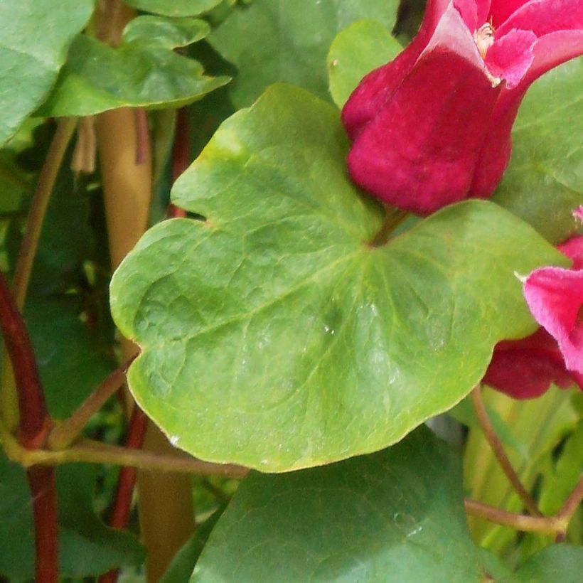 Clematis texensis Queen Maxima - Scarlet Leather Flower (Foliage)