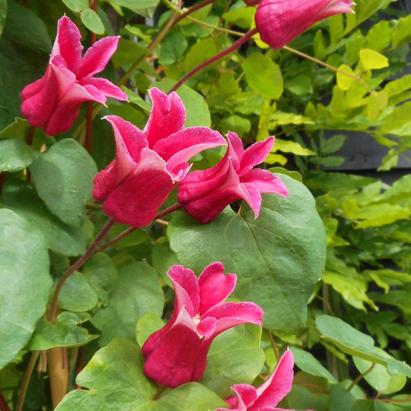 Clematis texensis Queen Maxima - Scarlet Leather Flower (Flowering)