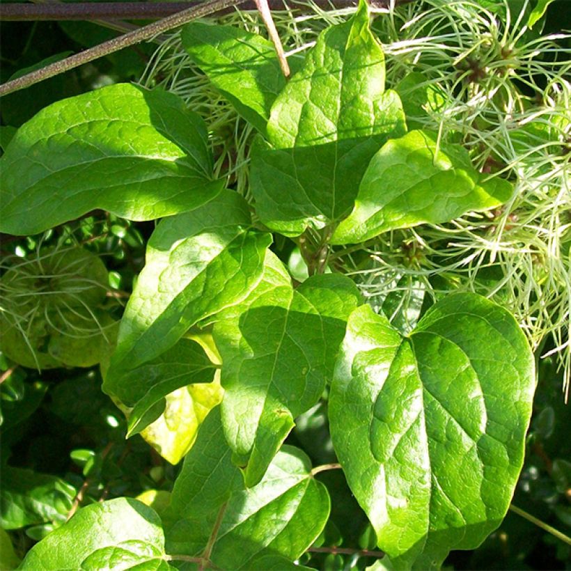 Clematis vitalba - Old Man's Beard (Foliage)