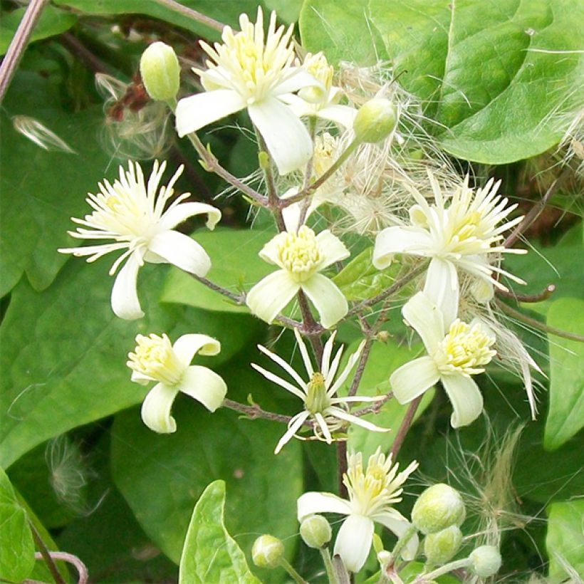 Clematis vitalba - Old Man's Beard (Flowering)