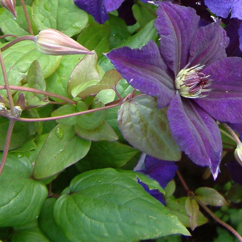 Clematis x viticella Happy Birthday 'Zohapbi' (Foliage)