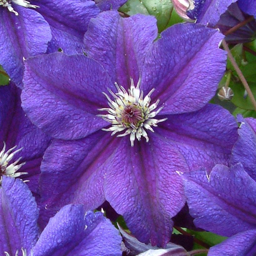 Clematis x viticella Happy Birthday 'Zohapbi' (Flowering)