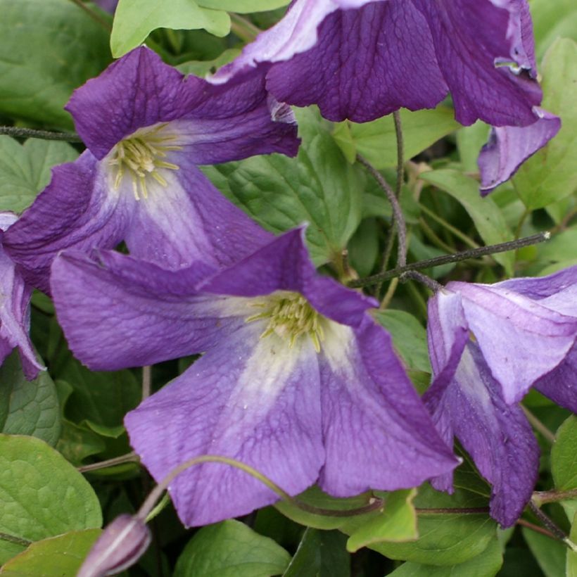 Clematis x viticella Little Bas (Flowering)