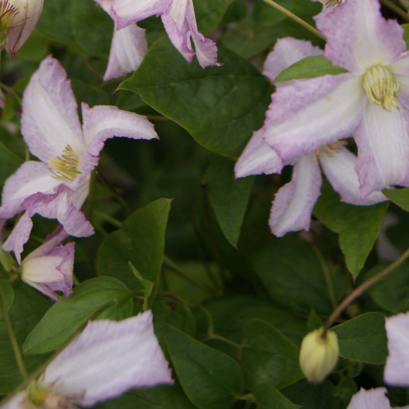 Clematis Little Nell (Foliage)