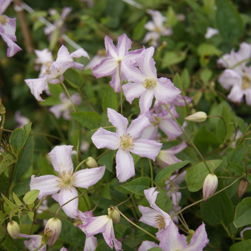 Clematis Little Nell (Flowering)